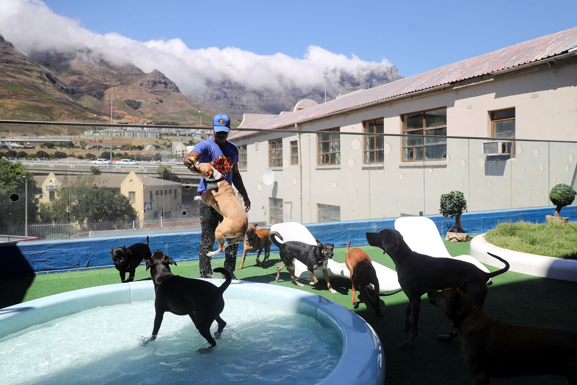 Cận cảnh khách sạn 6 sao dành cho chó cưng tại Nam Phi