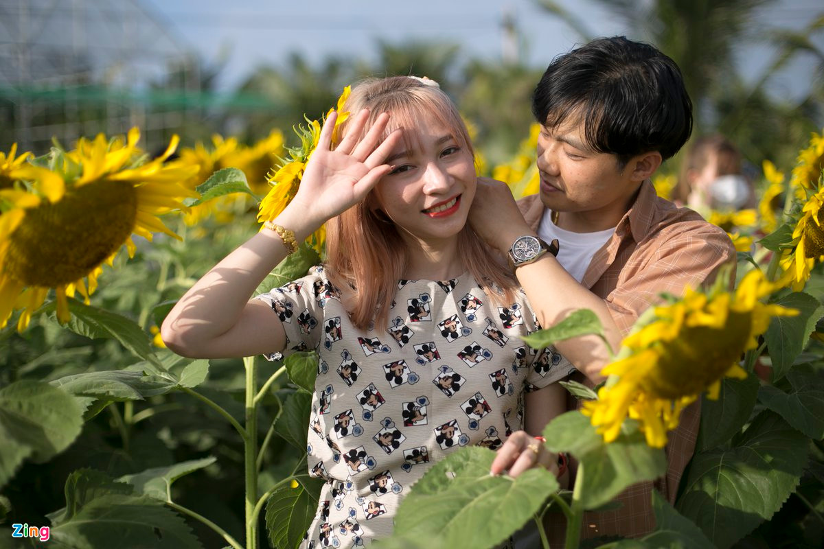 Vườn hoa hướng dương mới ở Phú Yên hút khách - 2