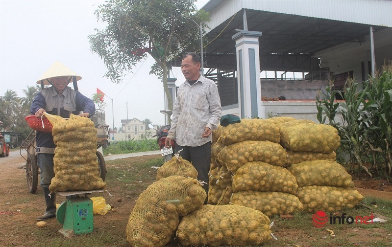 Nghệ An: Khoai tây được mùa, thương lái thu mua hàng nghìn tấn giá cao, nông dân phấn khởi