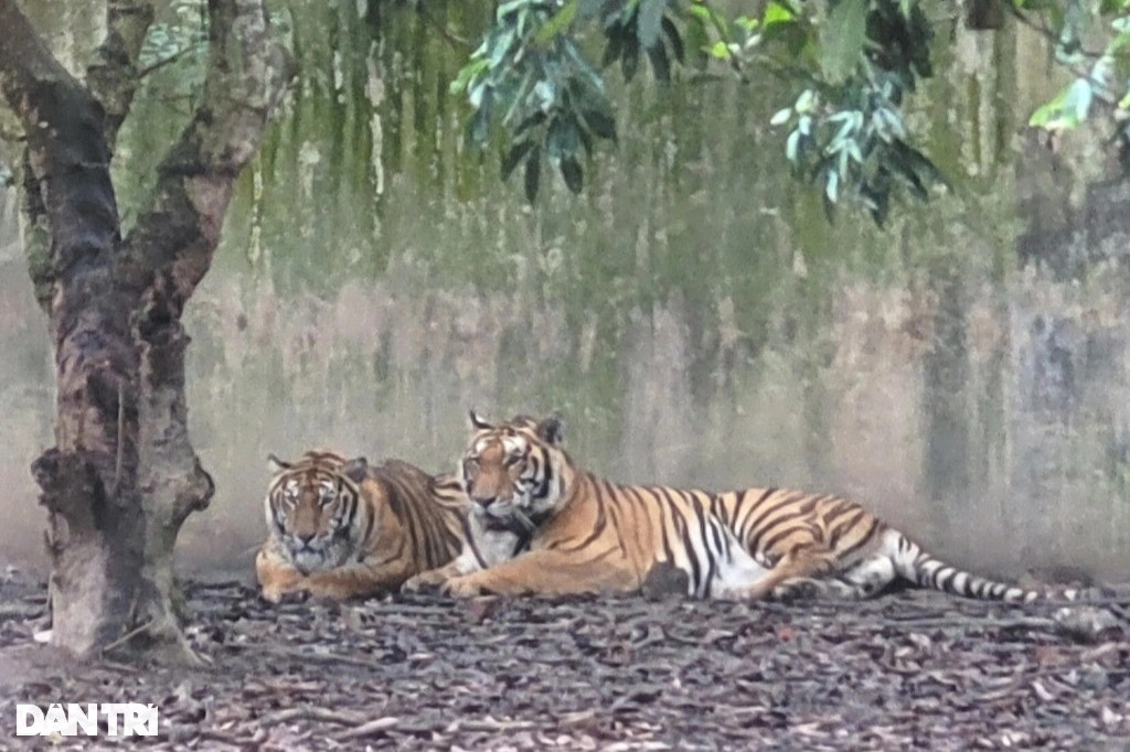 Người đàn ông một mình trông giữ, chăm sóc 11 con hổ - 4