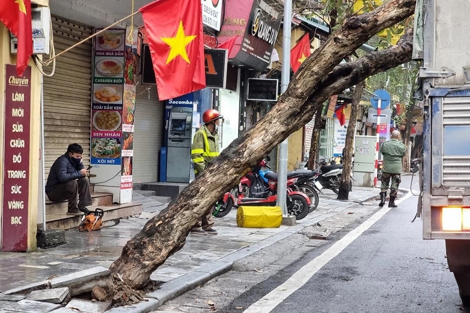 Cây trên phố cổ Hà Nội bật gốc đè trúng xe tải - 2 Cây trên phố cổ Hà Nội bật gốc đè trúng xe tải - 2