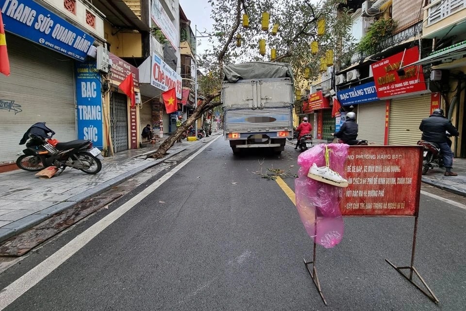Cây trên phố cổ Hà Nội bật gốc đè trúng xe tải - 3 Cây trên phố cổ Hà Nội bật gốc đè trúng xe tải - 3