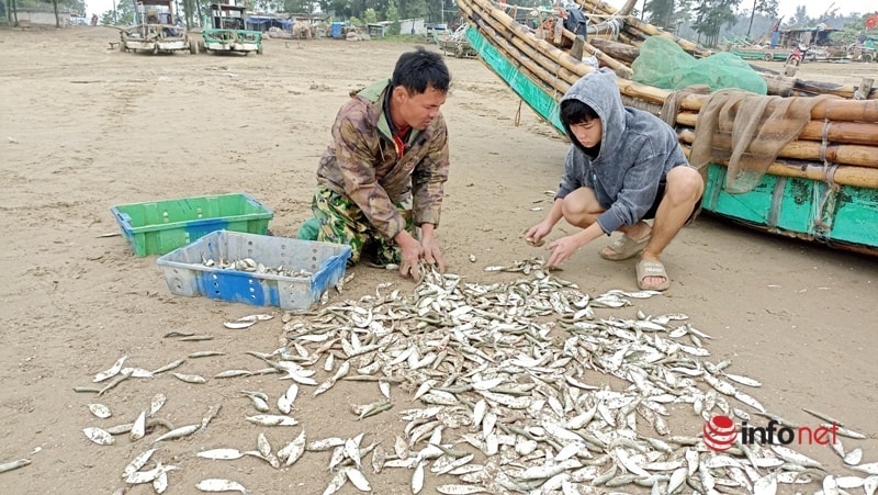 Ngư dân vào mùa cá trích, có bè bắt được vài tạ cá mỗi ngày, thu nhập 2-3 triệu đồng