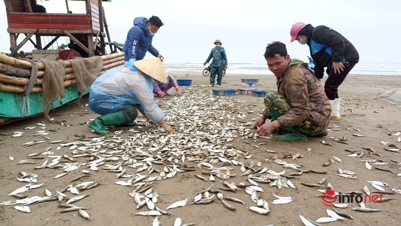 Ngư dân vào mùa cá trích, có bè bắt được vài tạ cá mỗi ngày, thu nhập 2-3 triệu đồng