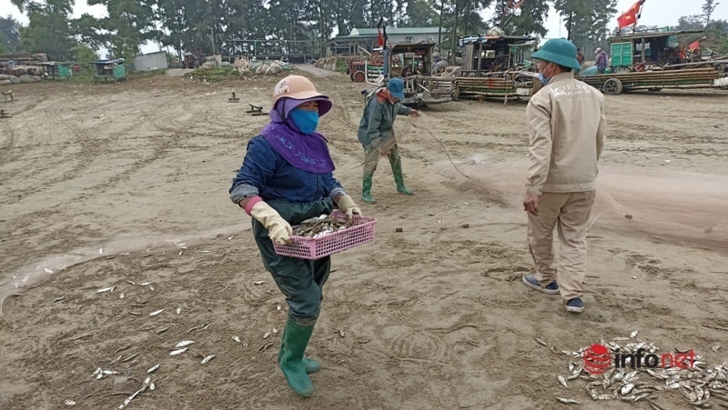 Ngư dân vào mùa cá trích, có bè bắt được vài tạ cá mỗi ngày, thu nhập 2-3 triệu đồng