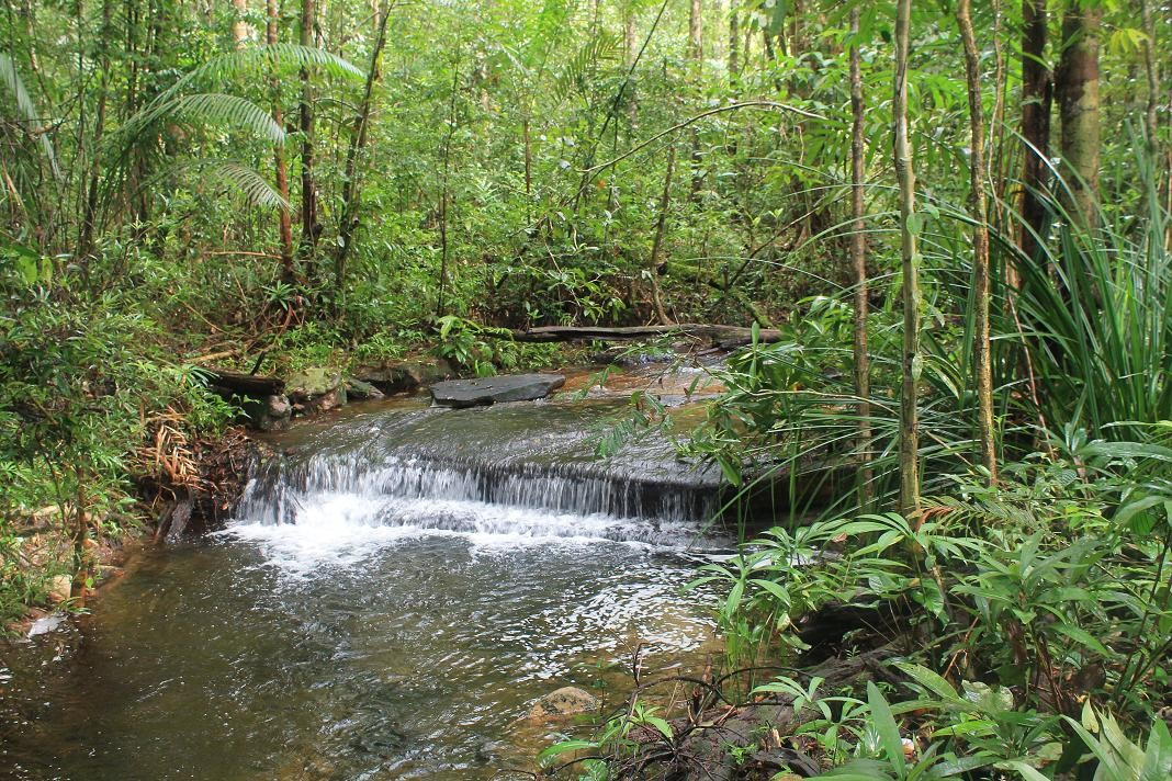 Campuchia bán tín chỉ các bon gây quỹ bảo vệ rừng