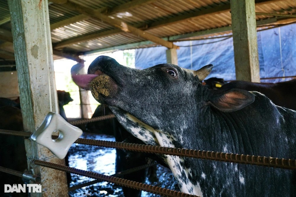 Người nông dân thu tiền tỷ mỗi năm nhờ nuôi giống bò siêu to - 7