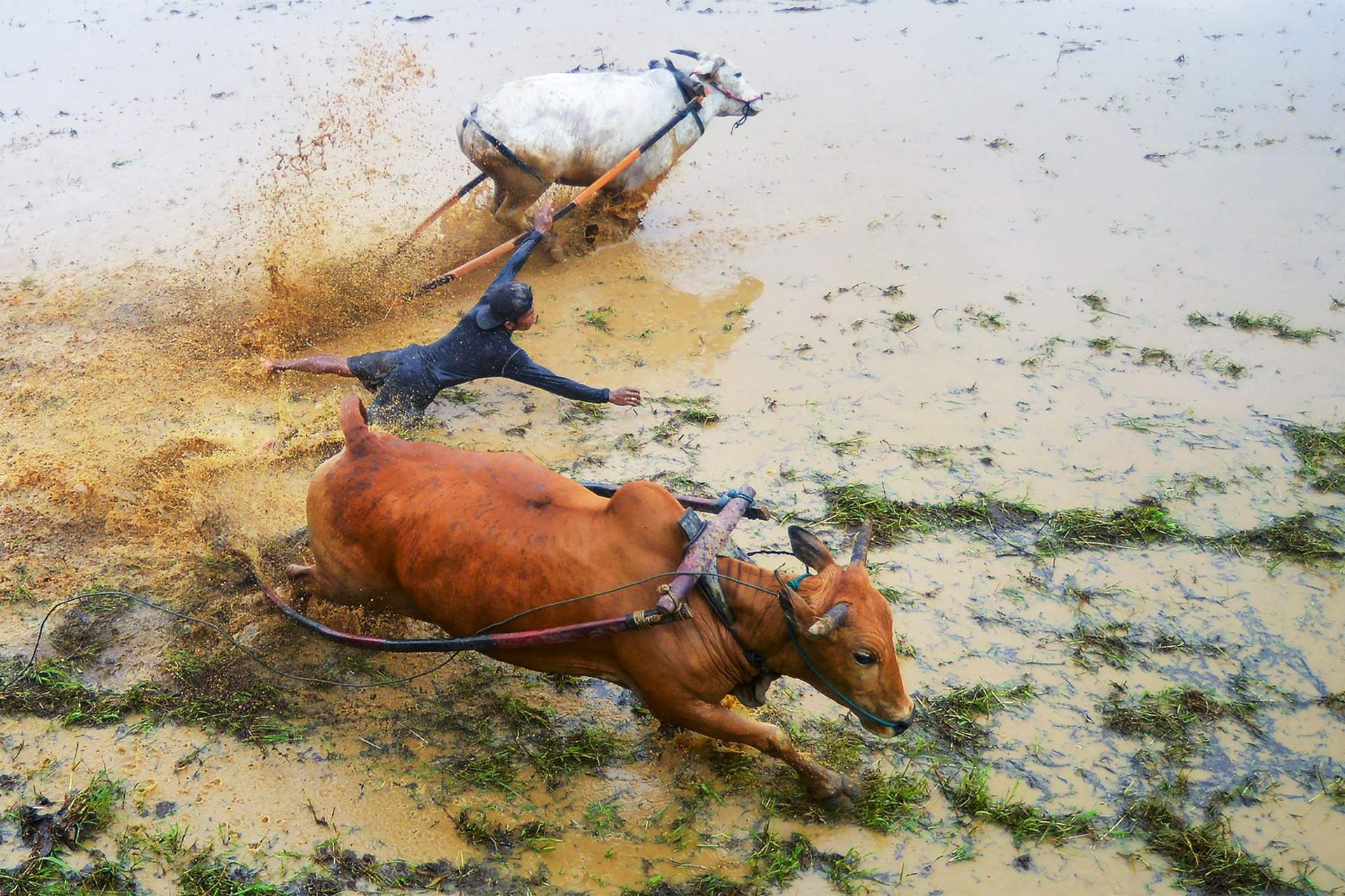 Những sự thật thú vị tại lễ hội đua bò Indonesia