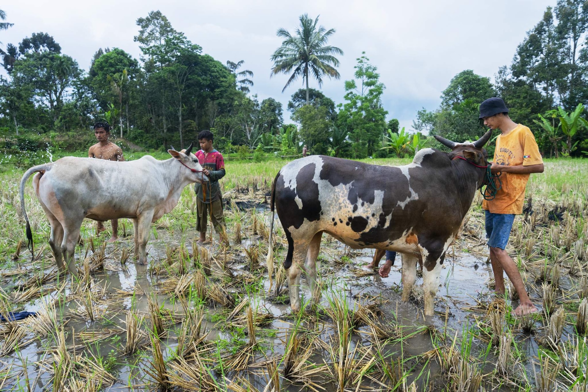 Những sự thật thú vị tại lễ hội đua bò Indonesia