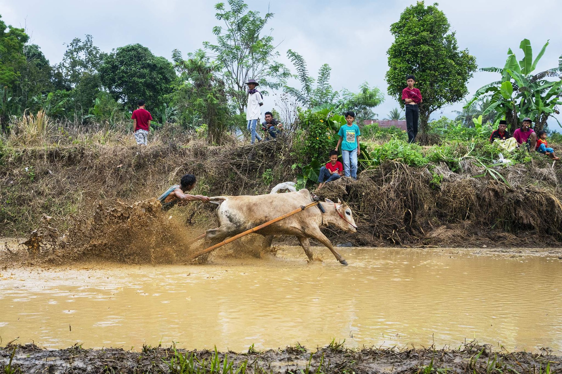 Những sự thật thú vị tại lễ hội đua bò Indonesia