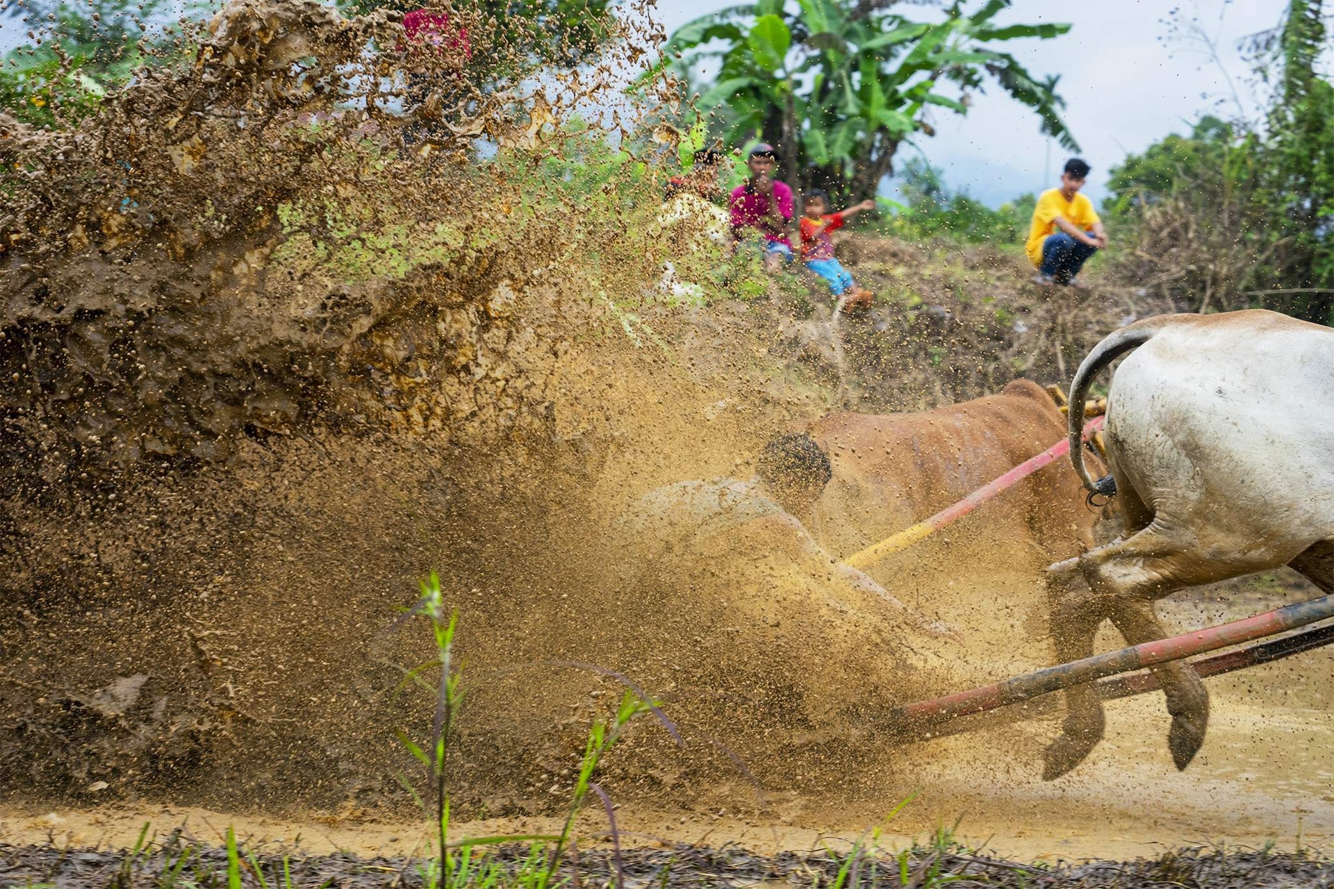 Những sự thật thú vị tại lễ hội đua bò Indonesia