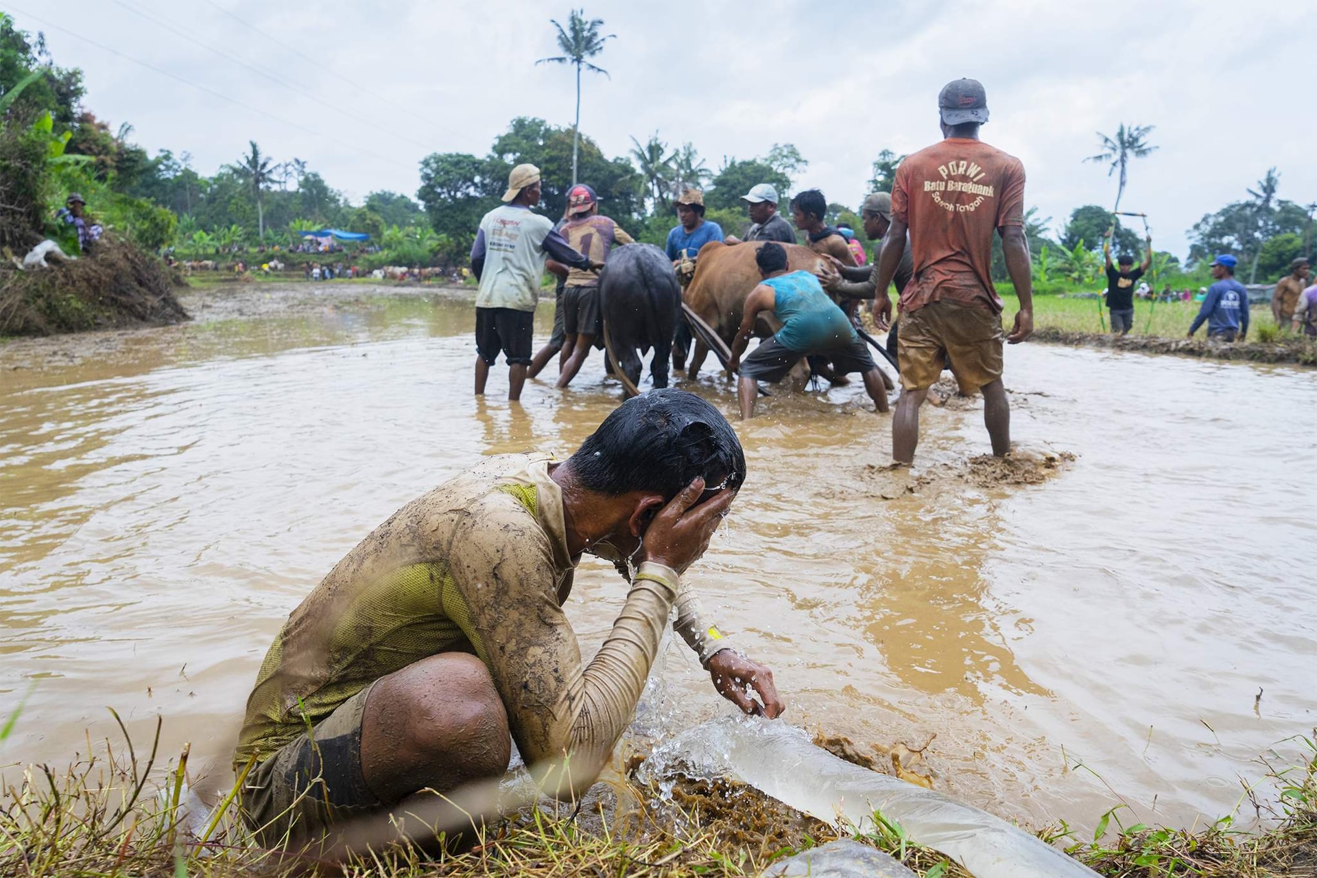 Những sự thật thú vị tại lễ hội đua bò Indonesia