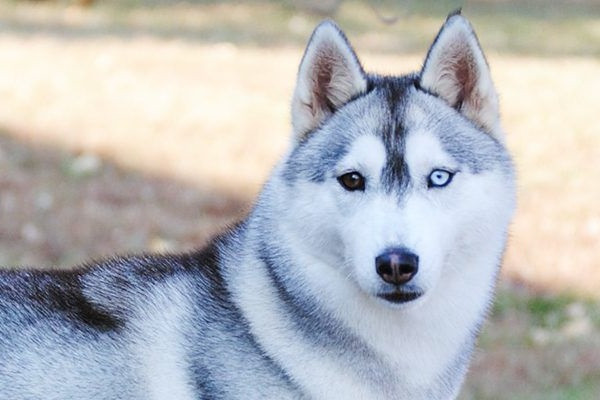 Chó Husky: Đặc điểm, tính khí và cách nuôi tốt nhất - 3