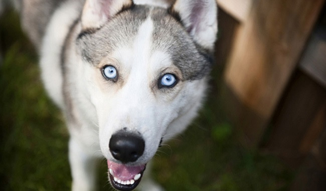Chó Husky: Đặc điểm, tính khí và cách nuôi tốt nhất - 4