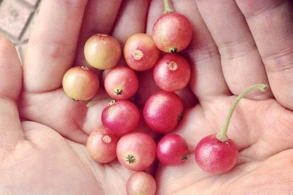 Không cần cherry, việt quất nhập khẩu đắt đỏ, ở Việt Nam có 1 loại quả rụng đầy gốc thay thế tốt, vừa sản xuất collagen lại phòng bệnh ung thư-1