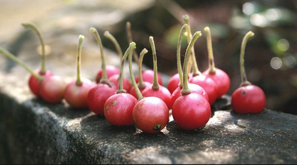 Không cần cherry, việt quất nhập khẩu đắt đỏ, ở Việt Nam có 1 loại quả rụng đầy gốc thay thế tốt, vừa sản xuất collagen lại phòng bệnh ung thư-3
