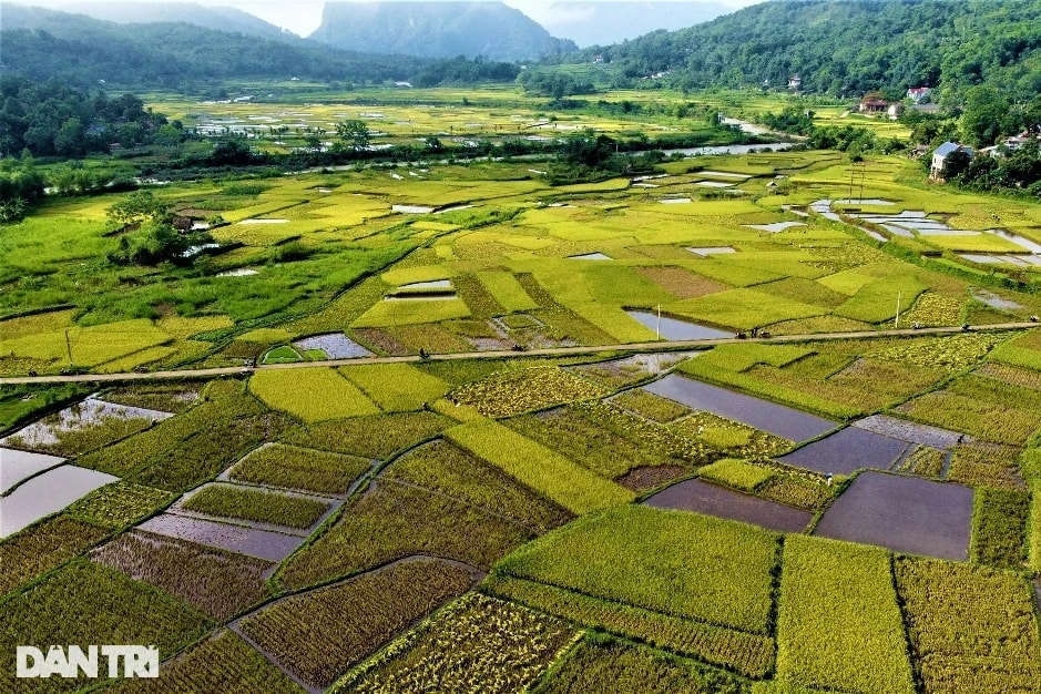 Người vùng cao băng rừng, vượt suối gùi mùa vàng về bản - 1