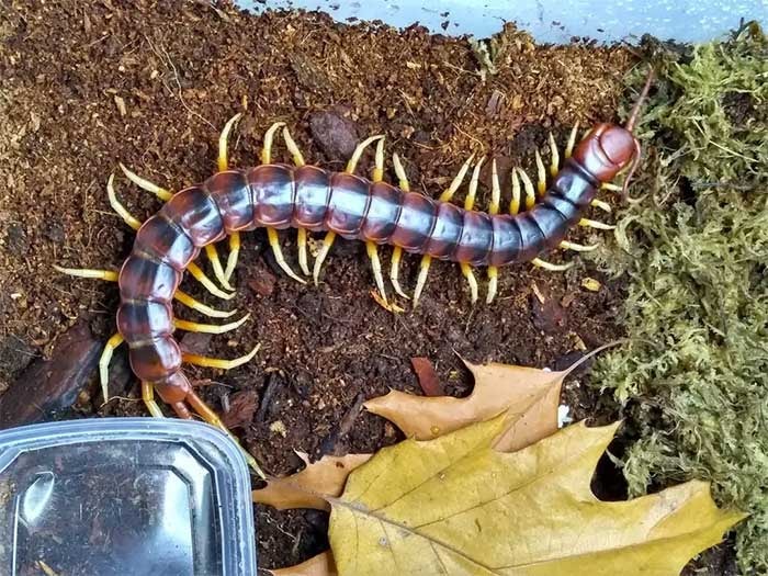 Một cá thể Scolopendra gigantea chân trắng.