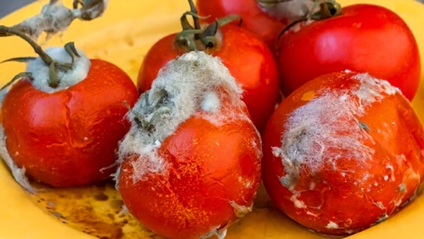 4 cách ăn cà chua dễ ngộ độc, âm thầm gây bệnh ung thư nhưng nhiều người từng mắc-2