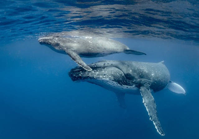 Kình lạc - bài ca bất tận của đại dương: Không hề biết cái chết của cá voi lại ý nghĩa đến thế! - Ảnh 2.