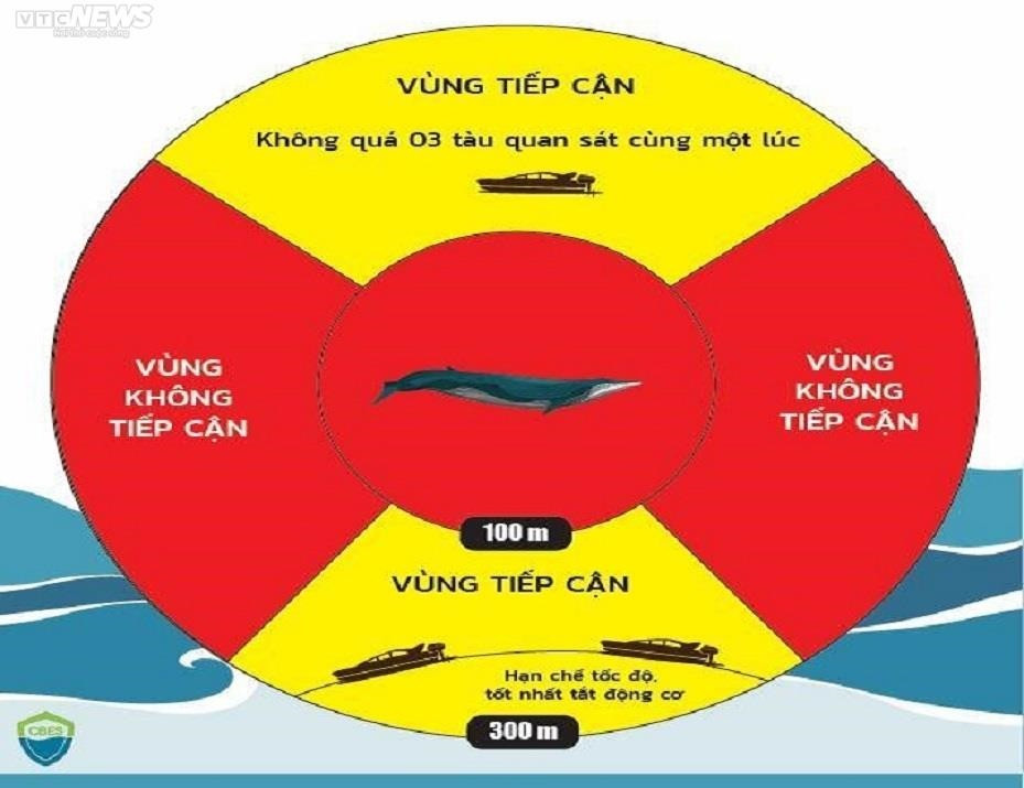 Làm thế nào giữ cá voi lại với vùng biển Bình Định? - 8