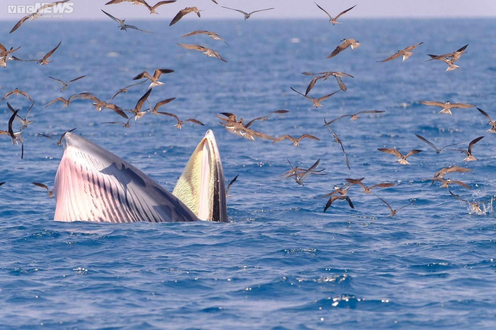 Làm thế nào giữ cá voi lại với vùng biển Bình Định? - 6
