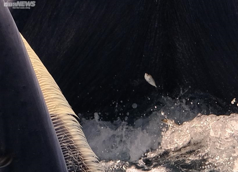 Làm thế nào giữ cá voi lại với vùng biển Bình Định? - 4