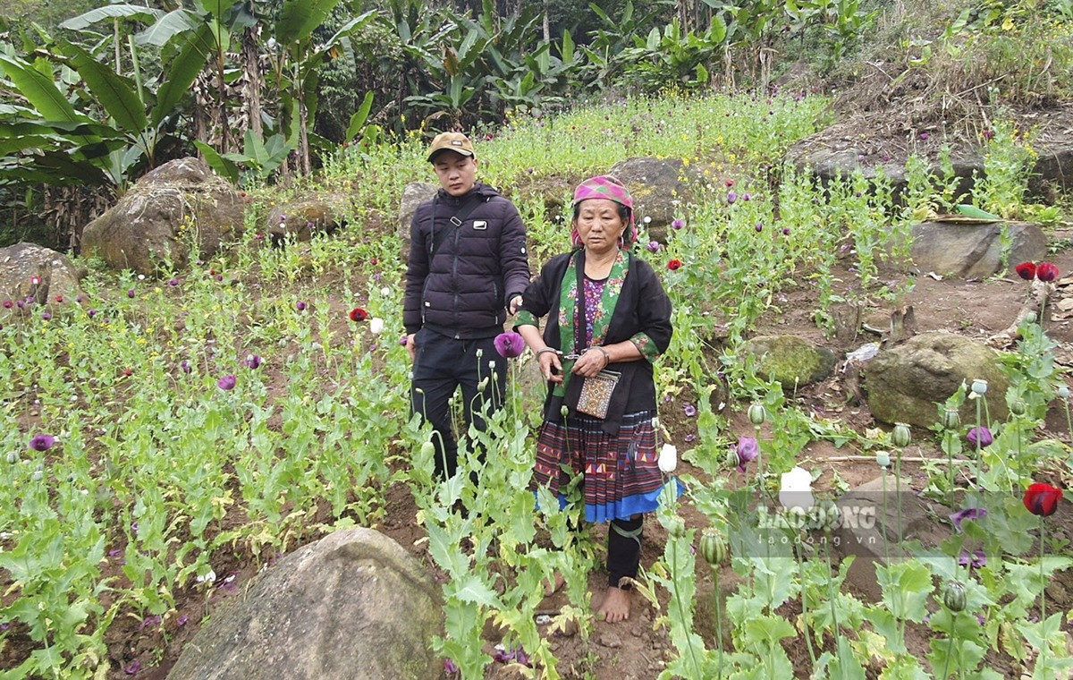 Công an huyện Nậm Pồ, tỉnh Điện Biên bắt giữ đối tượng Vàng Thị Pa về hành vi trồng cây thuốc phiện trái phép. Ảnh: BĐBP
