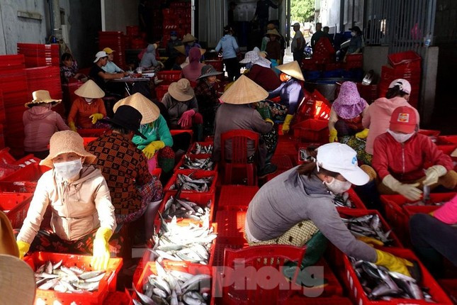 Trước 18h ngày 27/9, Quảng Ngãi hoàn thành di dời gần 85.000 dân để tránh bão Noru ảnh 14