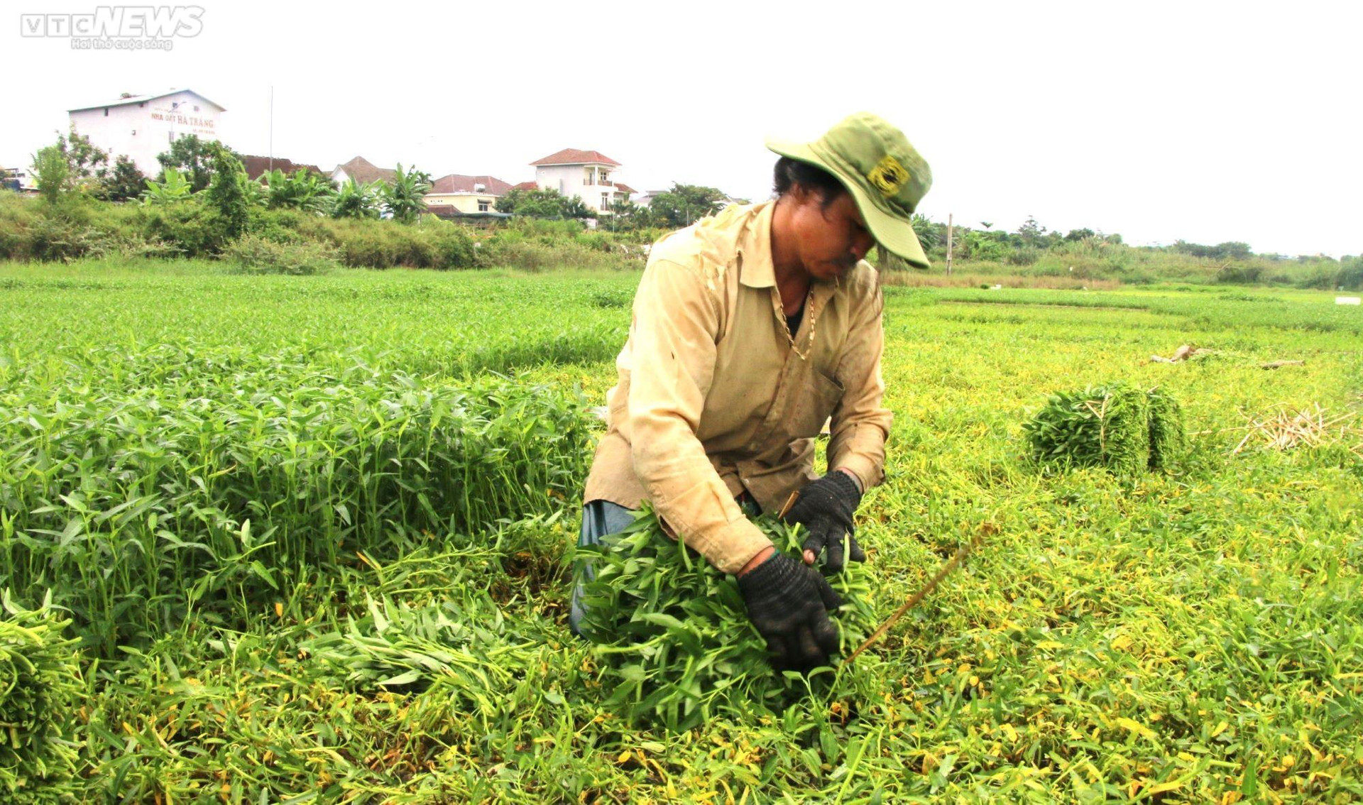 Nông dân vựa rau lớn nhất Đà Nẵng tất bật thu hoạch chạy siêu bão Noru sắp đổ bộ - 2