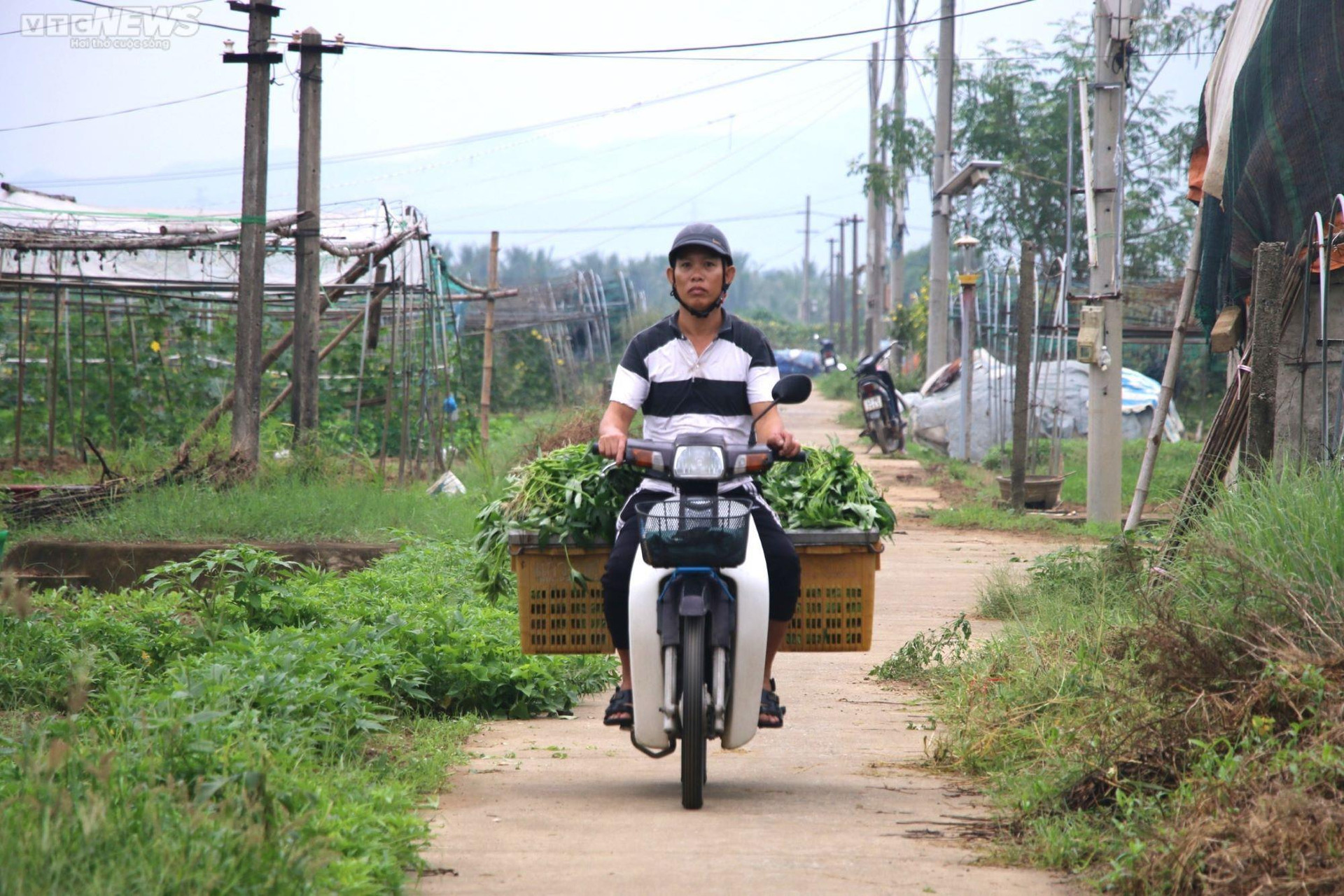 Nông dân vựa rau lớn nhất Đà Nẵng tất bật thu hoạch chạy siêu bão Noru sắp đổ bộ - 6