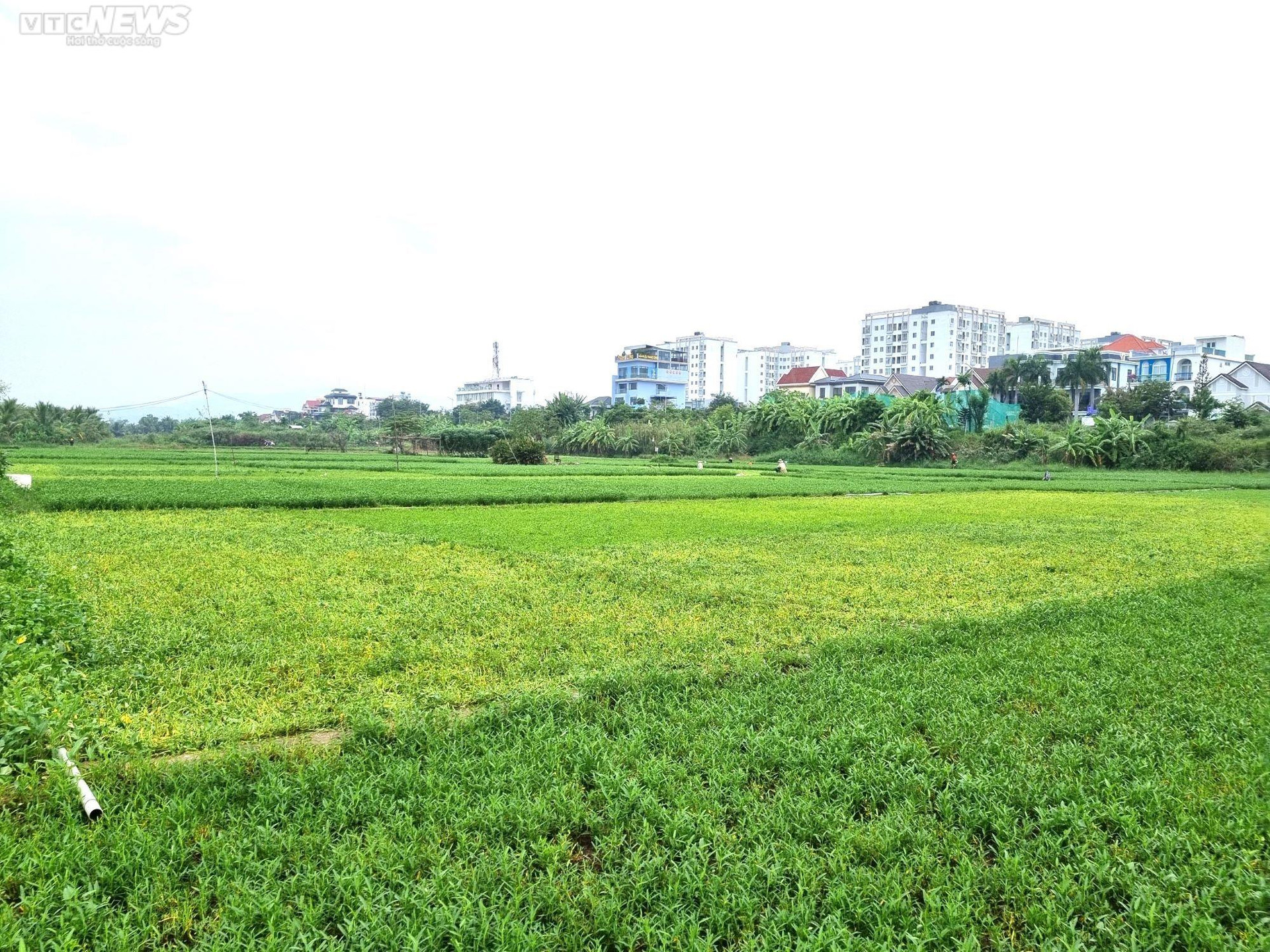 Nông dân vựa rau lớn nhất Đà Nẵng tất bật thu hoạch chạy siêu bão Noru sắp đổ bộ - 7