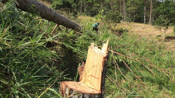 Xót xa hàng trăm cây thông gần 20 năm tuổi bị cưa hạ, nằm la liệt - Ảnh 6.