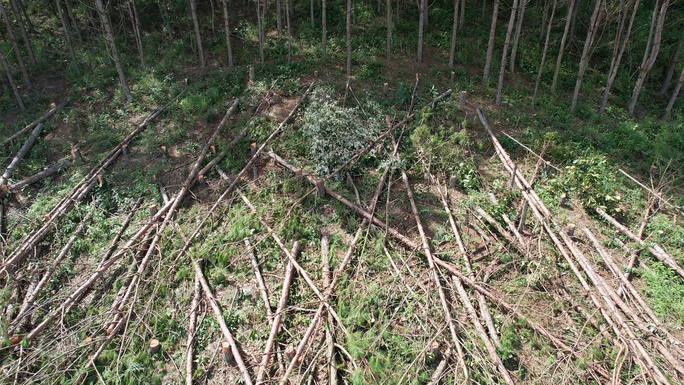 Xót xa hàng trăm cây thông gần 20 năm tuổi bị cưa hạ, nằm la liệt - Ảnh 3.