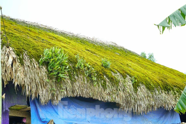 Đẹp mê mẩn những mái nhà phủ đầy rêu xanh ở đỉnh Tây Côn Lĩnh ảnh 15