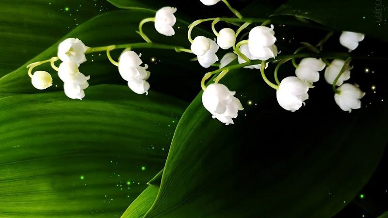 Chi tiết nhiều hơn 99 hình nền hoa linh lan siêu đỉnh  POPPY