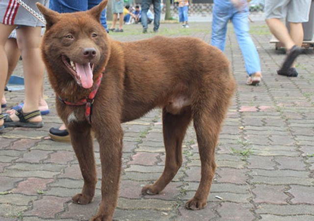 Chó H'Mông cộc đuôi với bộ lông xù đỏ.