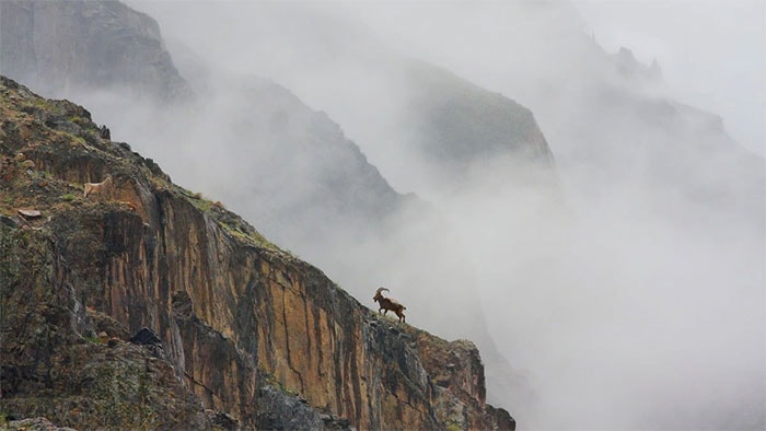  Dê núi Siberia (Capra ibex sibirica) 