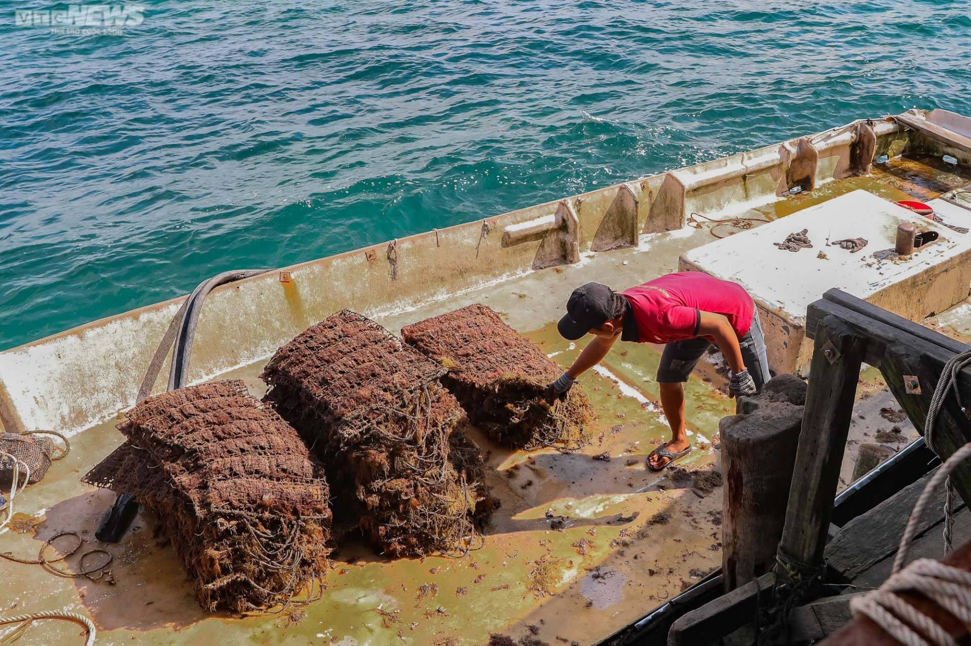 Tận mắt xem ngư dân Phú Quốc khai thác kho ngọc tiền tỷ dưới đáy biển - 12