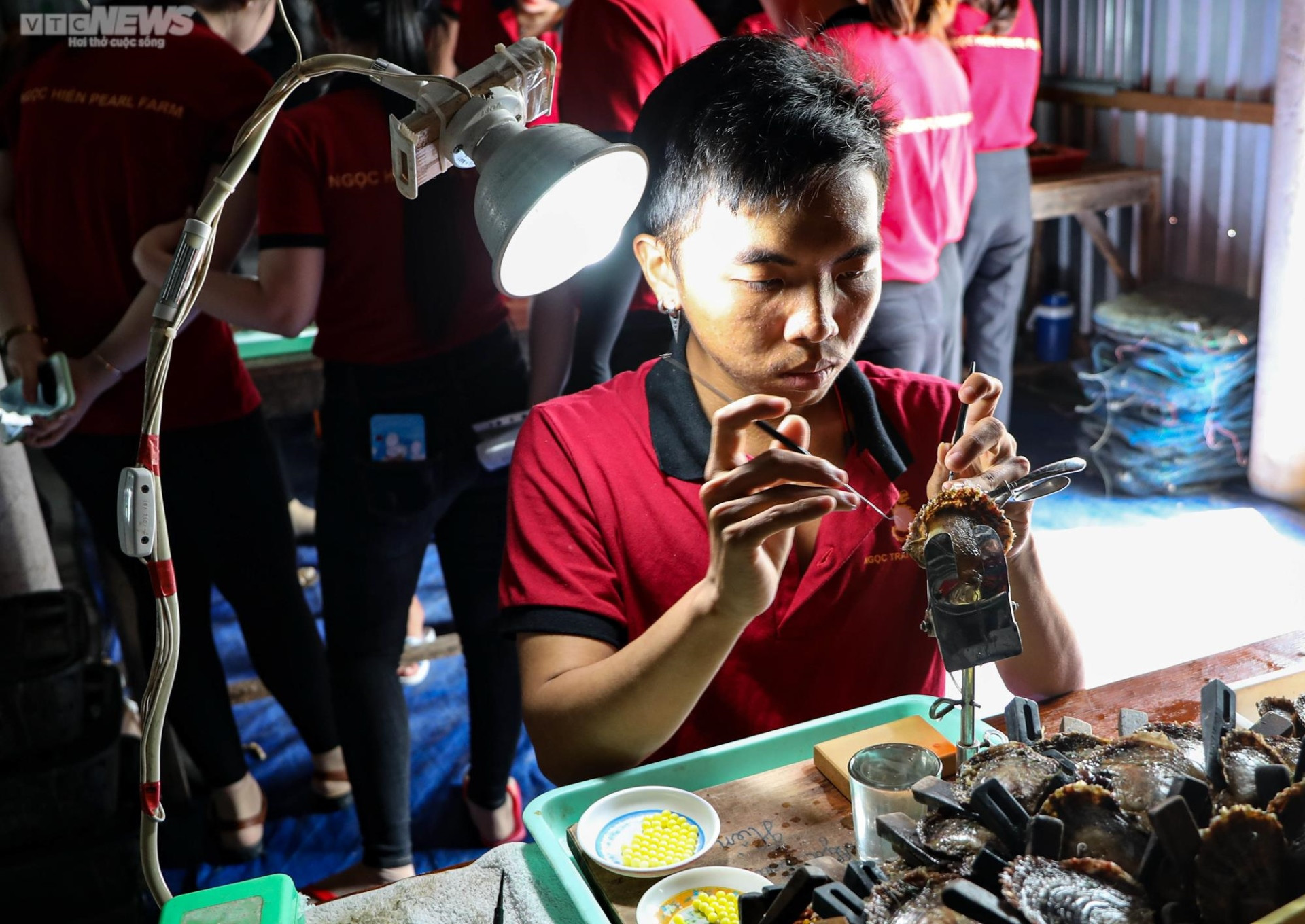 Tận mắt xem ngư dân Phú Quốc khai thác kho ngọc tiền tỷ dưới đáy biển - 9