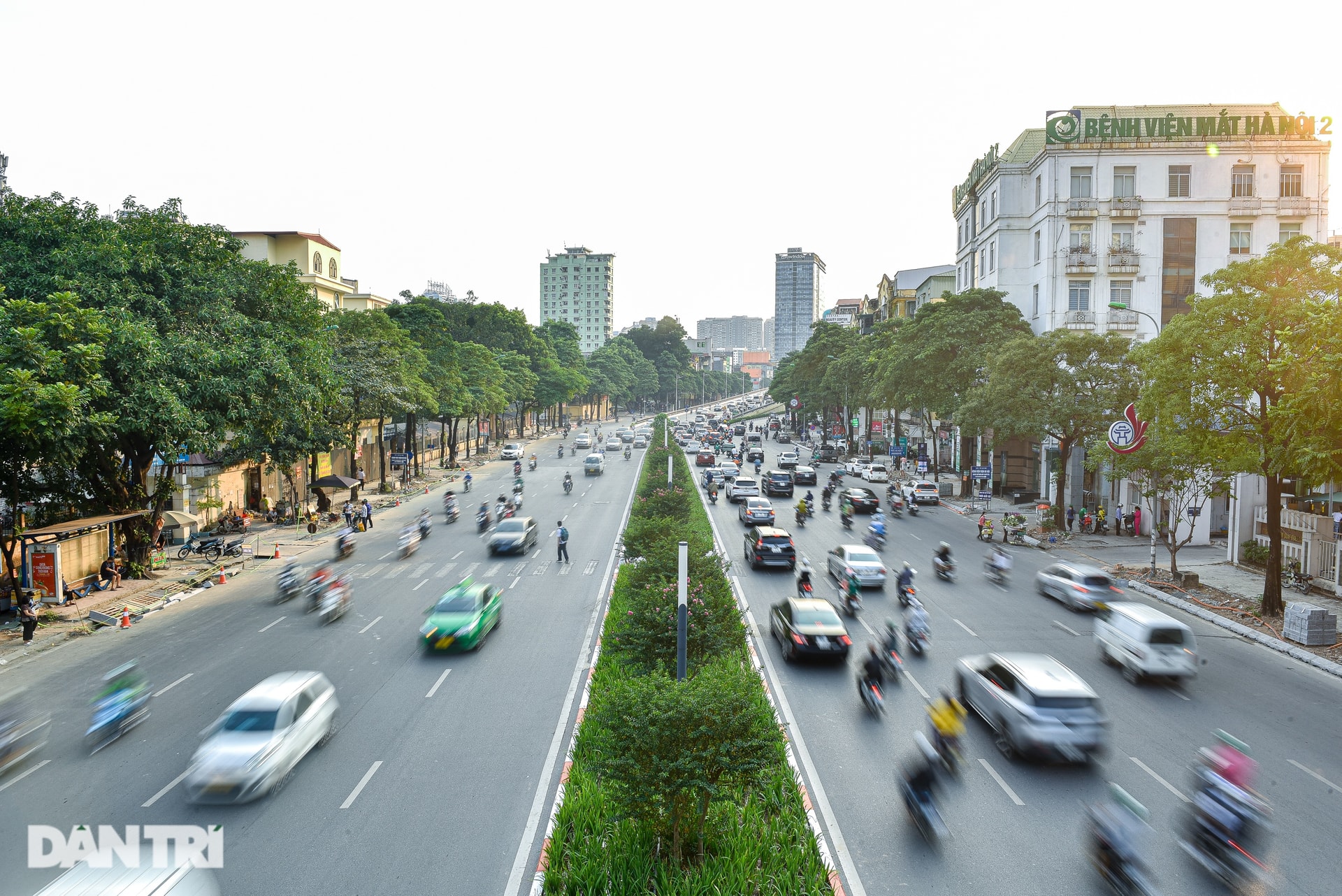 Sống cạnh hàng hoa sữa sắp di dời: Người tiếc nuối, người nói như tra tấn - 1