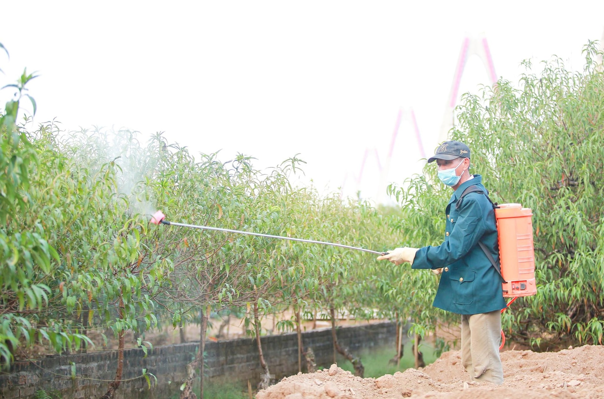 Người Nhật Tân hối hả 'xuống lá' đào chuẩn bị đón Tết ảnh 10