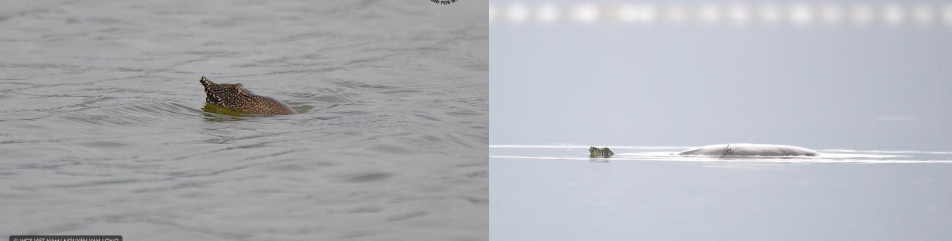 Theo dấu 'thuồng luồng': Ở hồ Đồng Mô, có bao nhiêu cá thể rùa Hoàn Kiếm? - 1