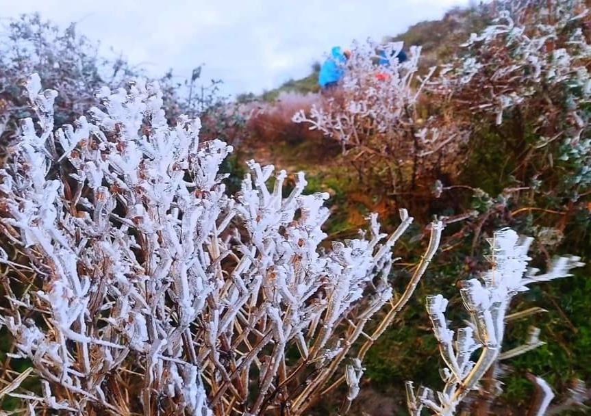 Khu vực đỉnh Tà Chì Nhù băng giá, sương muối cũng phủ kín cây cối.