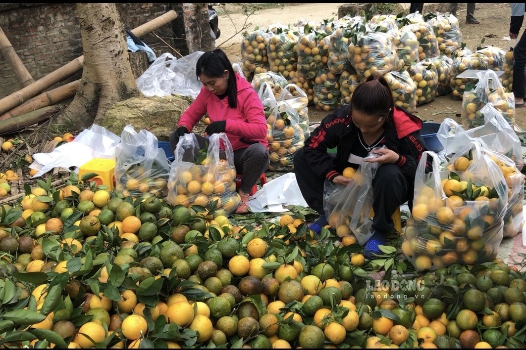 Diện tích cam đang có chiều hướng thu hẹp lại khiến sản lượng quả cũng bị ảnh hưởng. Ảnh: Nguyễn Hoàn.