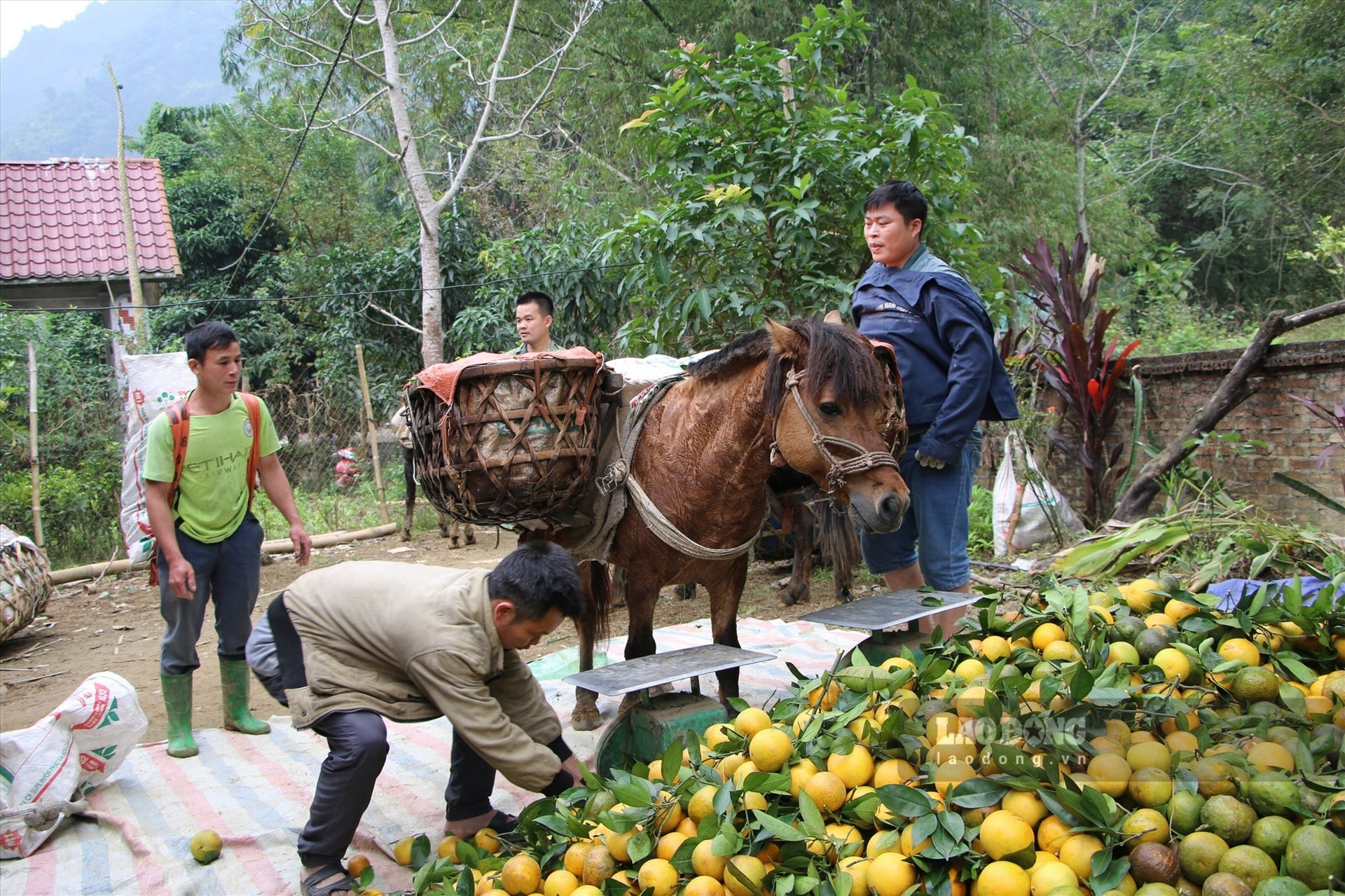 Nỗi buồn cam sành Hàm Yên: Nguy cơ mai một thương hiệu