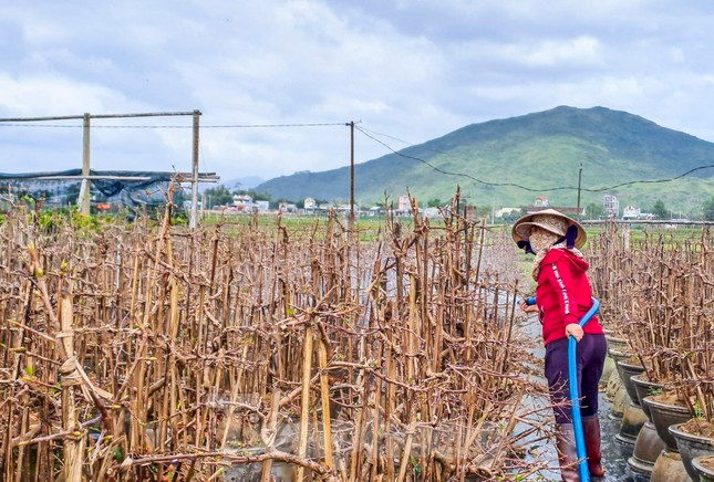 Thủ phủ mai vàng miền Trung tất bật “trẩy lá” chào xuân ảnh 7