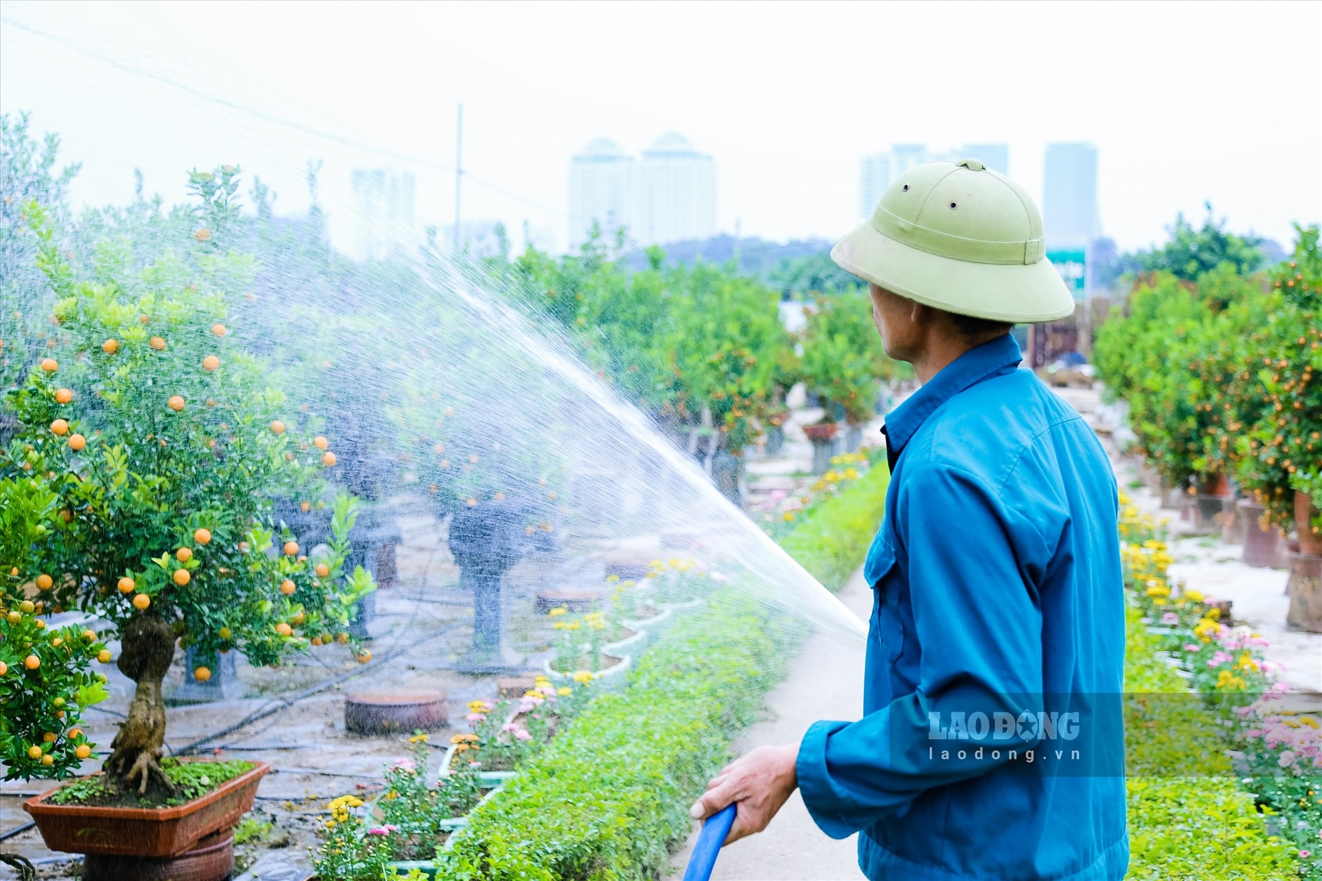 Chị Trang cũng chia sẻ, với những dòng cây này mọi người có thể để trong nhà khoảng độ thời gian dài một, hai tháng quả vẫn vẫn đẹp, lá vẫn xanh, mang ra ngoài sân chơi thì quả sẽ bền hơn. (Ảnh: Việt Anh)