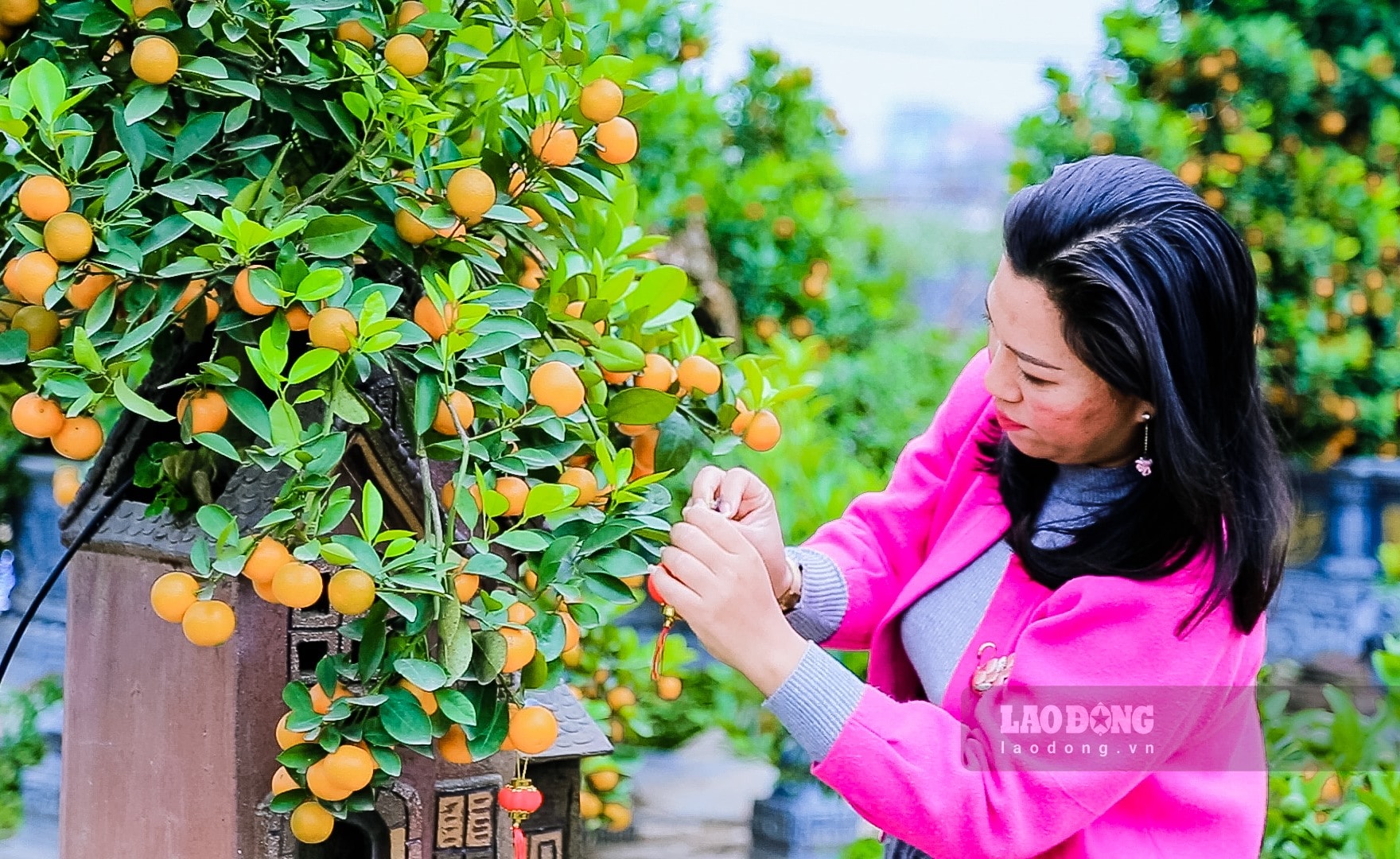 Chị Ngô Thu Trang, chủ nhà vườn Xuân Lộc tại Tứ Liên (Hà Nội) cho biết: “Nhà vườn mỗi năm có gần 1.000 cây quất mộc căn. Tuy nhiên, hầu hết cây đã được khách đặt hàng từ tháng 10. Giá cây dao động từ 1 triệu tới cả trăm triệu đồng, tùy thuộc vào công chăm sóc, tạo hình bộ rễ“. (Ảnh: Việt Anh)