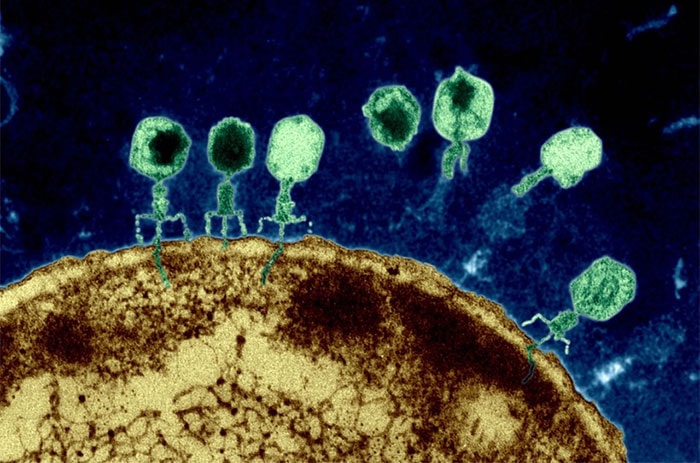 Thể thực khuẩn tấn công vi khuẩn E. coli bằng cách xâm nhập qua màng tế bào.